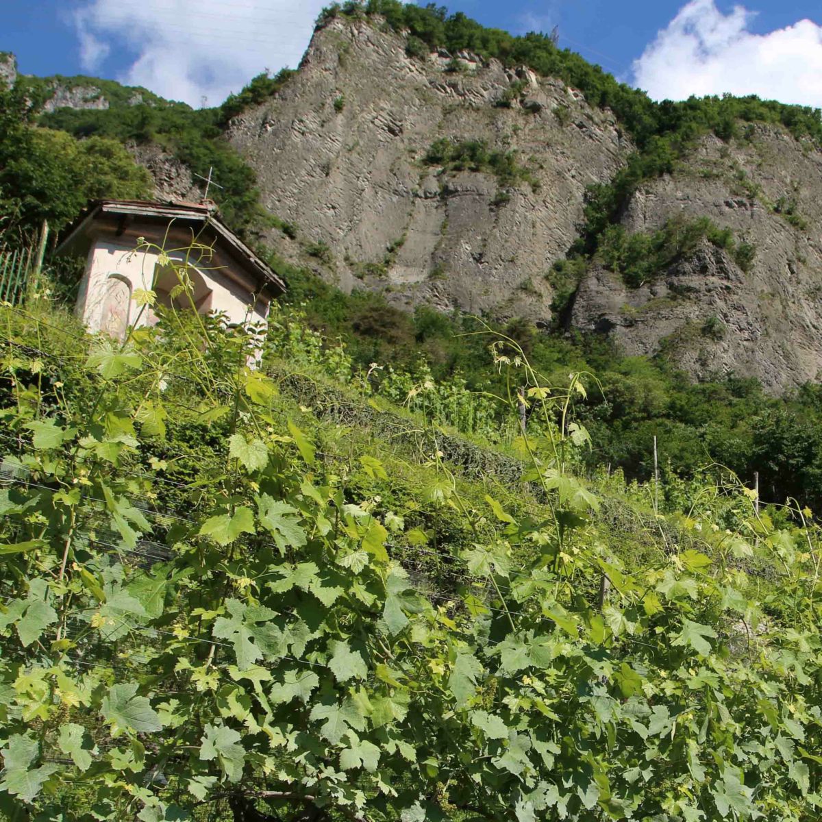 トーニ レバイオーリの畑